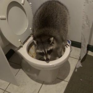 Meet your Posher, Chase